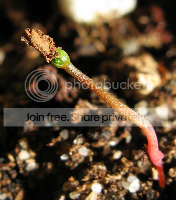 IMG_2237-Roridula-gorgonias-seedling.jpg
