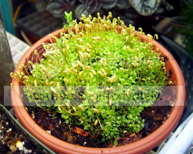 100_3237.jpg