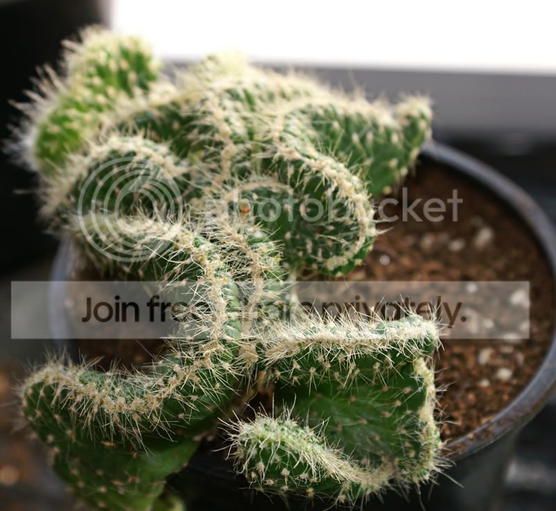 Cacti6.jpg