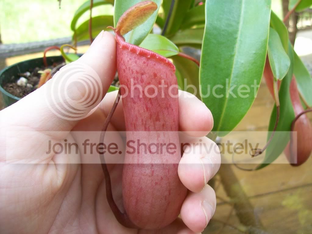 somepics232.jpg