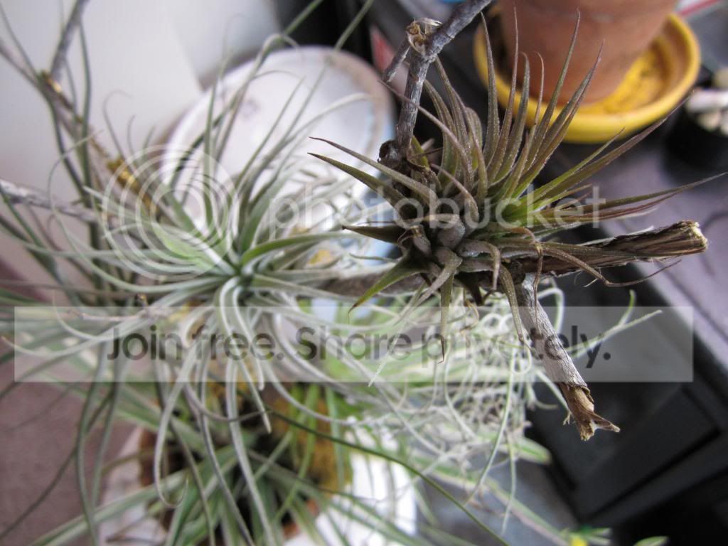 IMG_1484_zps04bd0584.jpg