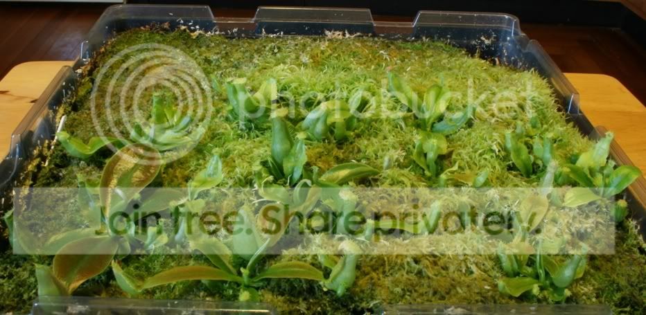 raffseedlings3.jpg