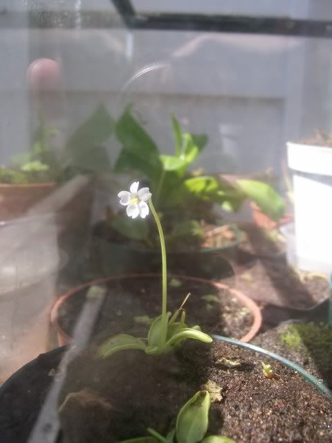 Ionantha1.jpg