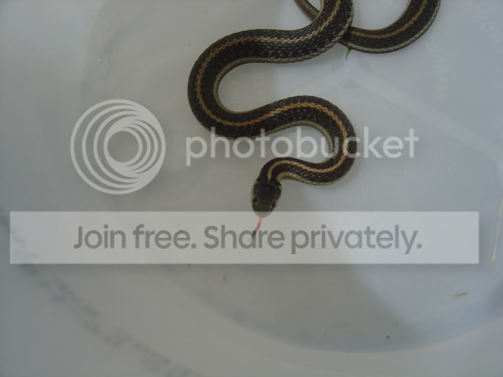 Ribbonsnake1.jpg