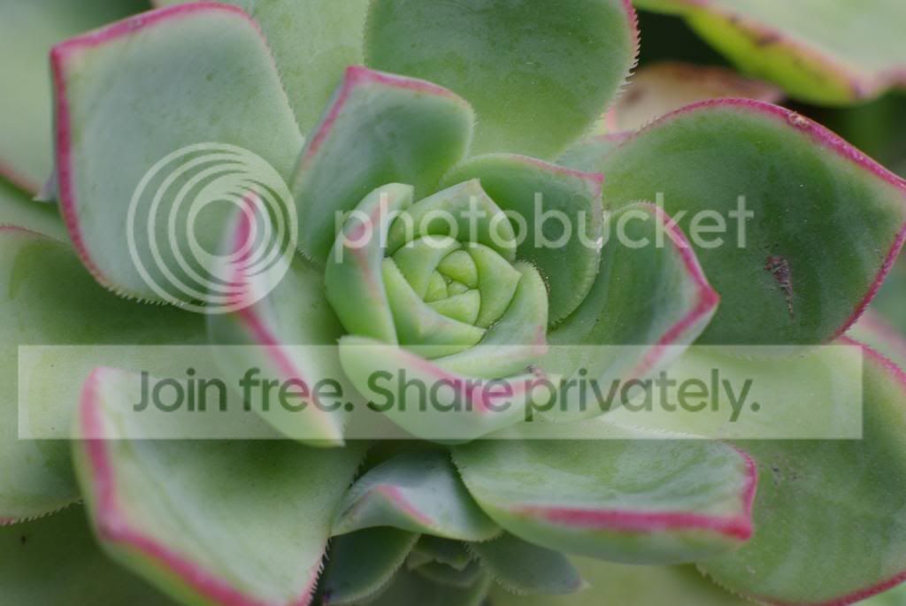 IMGP4313.jpg