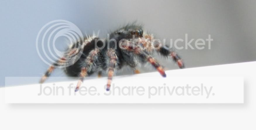 spider5.jpg