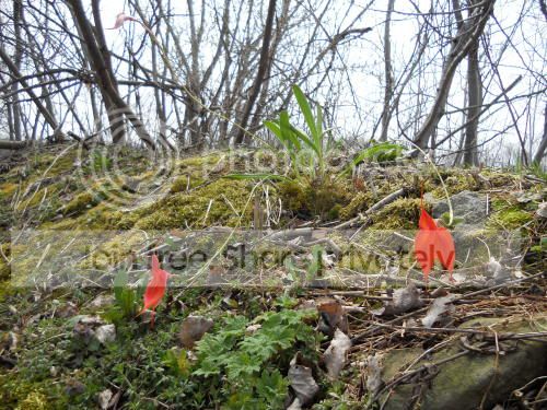 Mveitchiana02_4-14-11.jpg