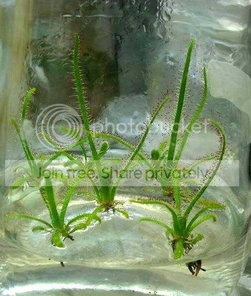 dgraminifolia.jpg