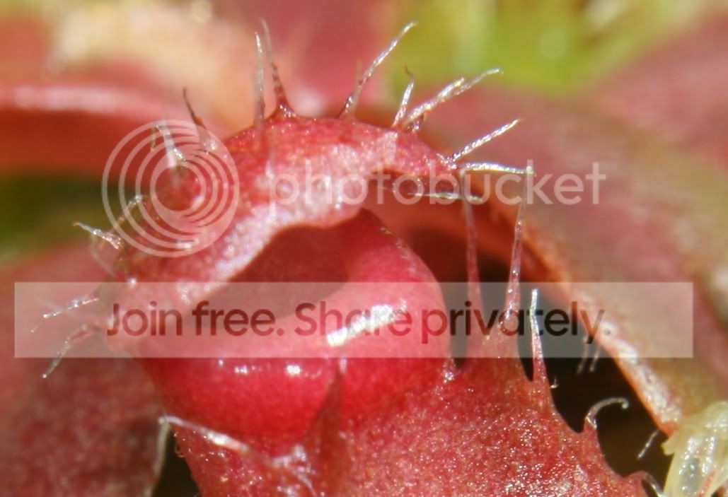 ALBOSEEDLING2.jpg