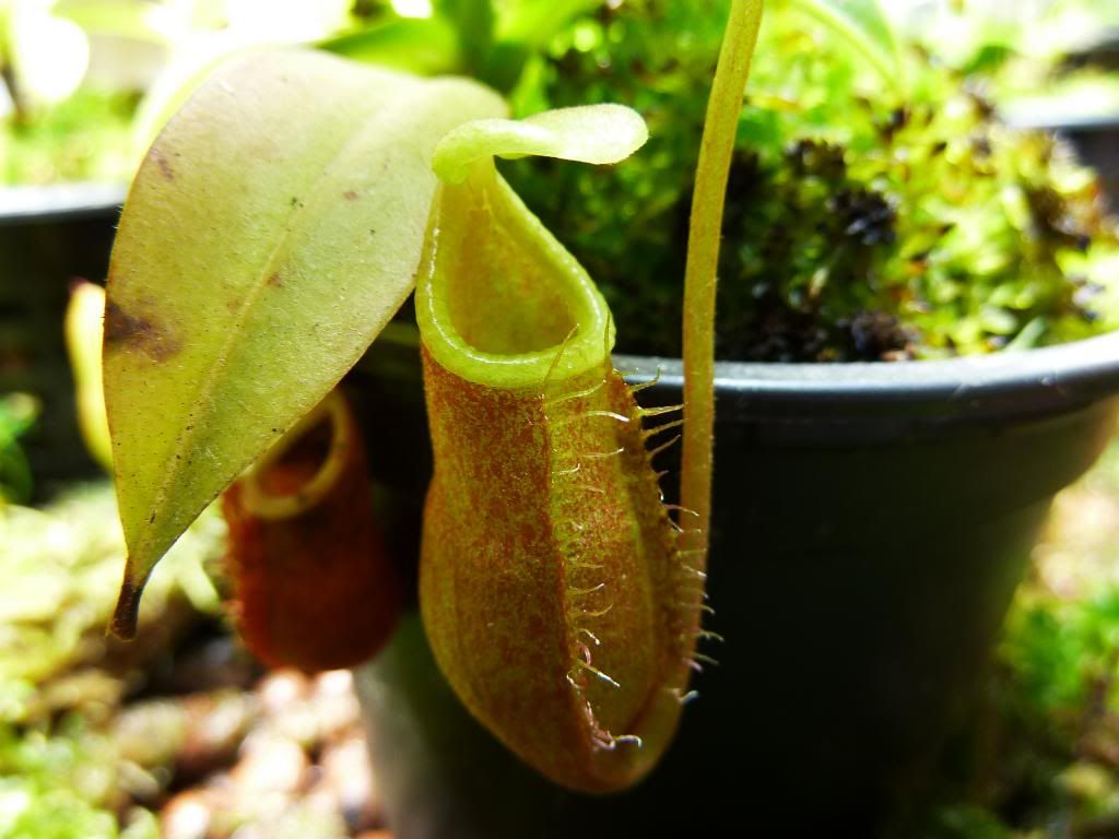 flowerstalkvft12102012075_zps124b827a.jpg