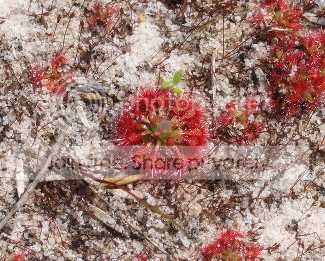 Drosera_nitidula_plant.jpg