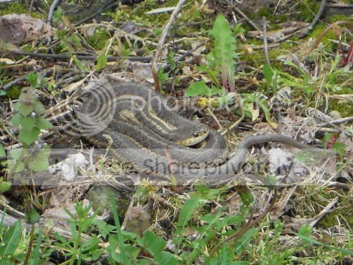 snake_5-18-11.jpg