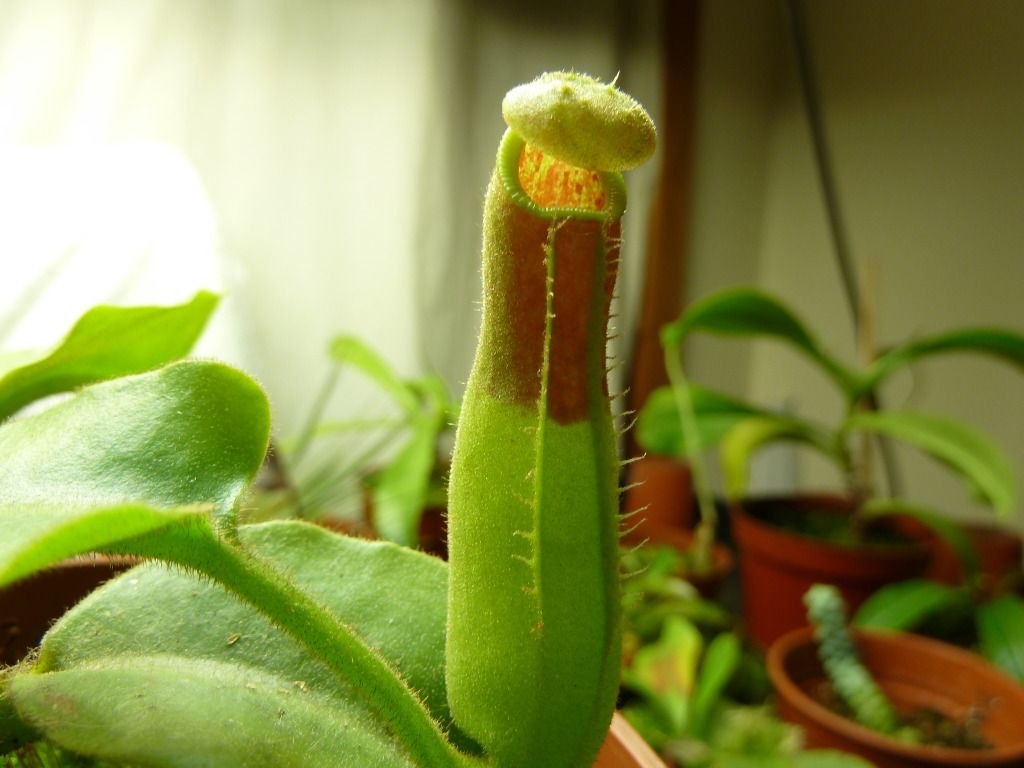 plants10032012032.jpg