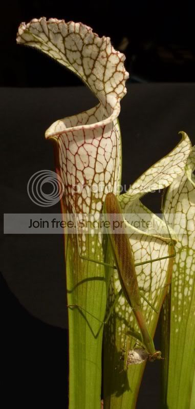 Mantisonleuco092611.jpg