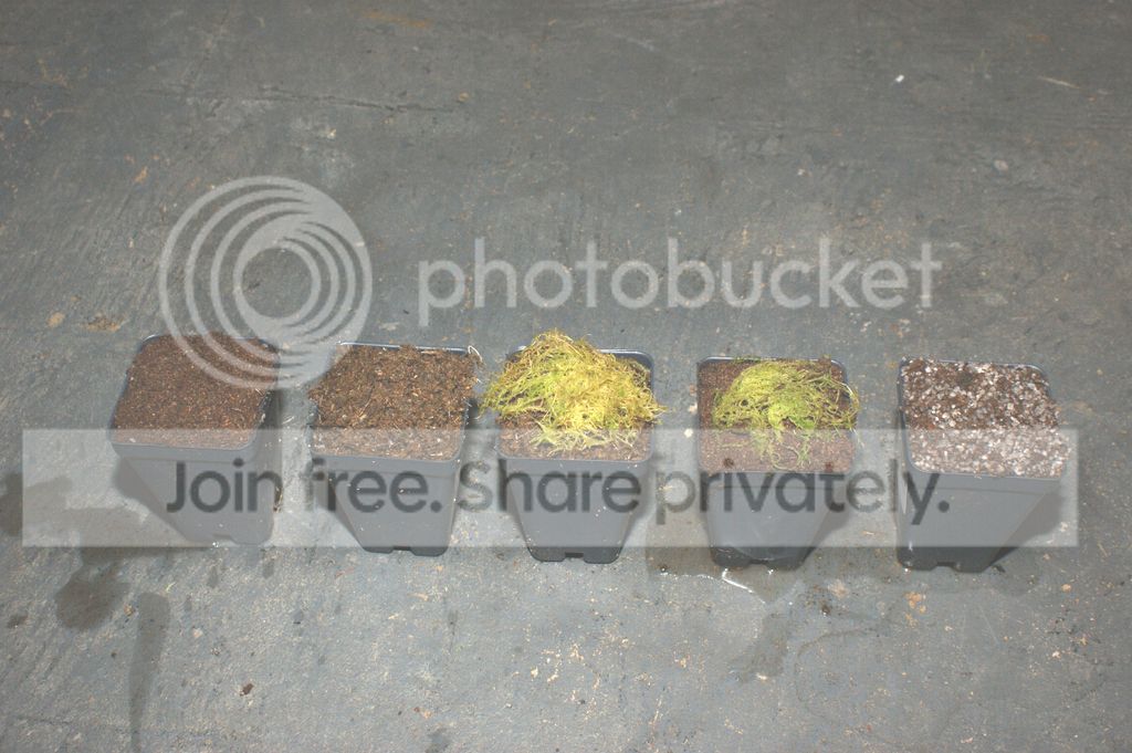 Leaf%20Cutting_010_1.jpg