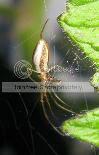 IMG_2734-spider-on-tomato-plant.jpg