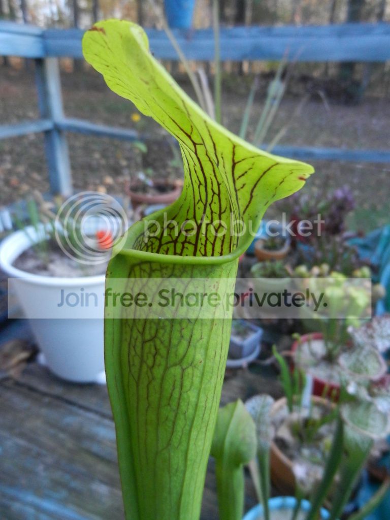 Plants009.jpg