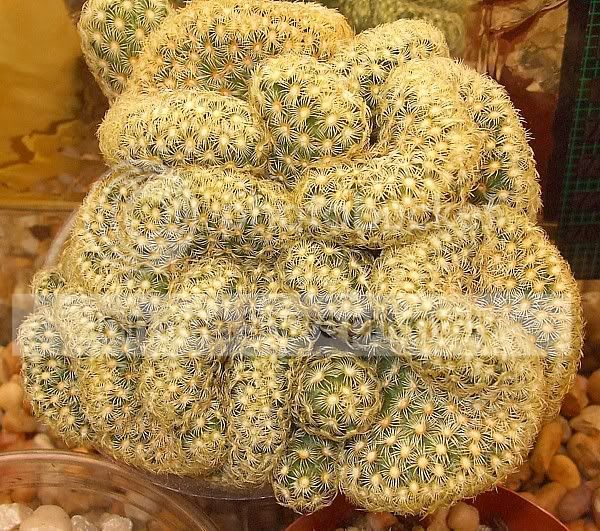 Cactiandsucculents3025.jpg