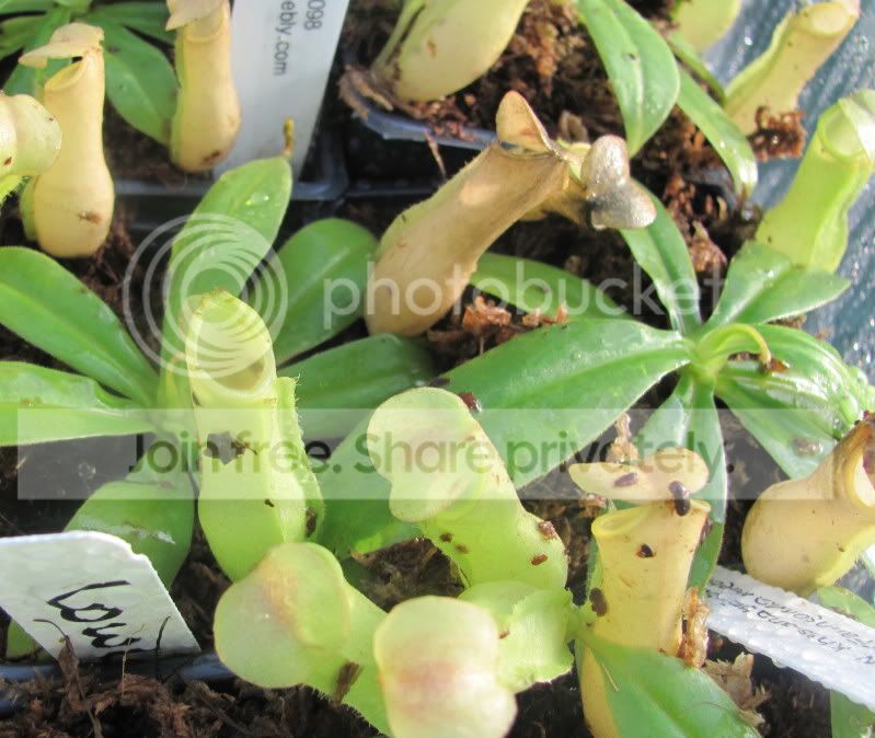 tobaicaplant.jpg