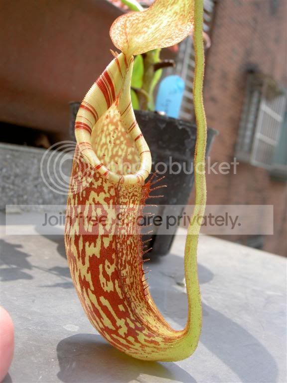 Nepentheseymaexspectabilis070423Lar.jpg