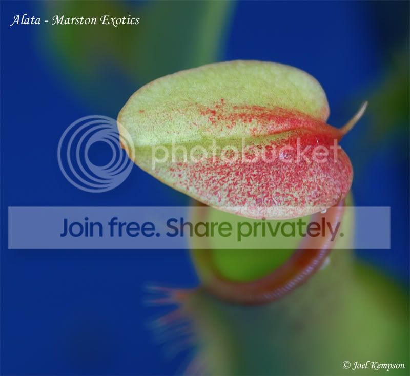 Alata-MarstonExotics2.jpg