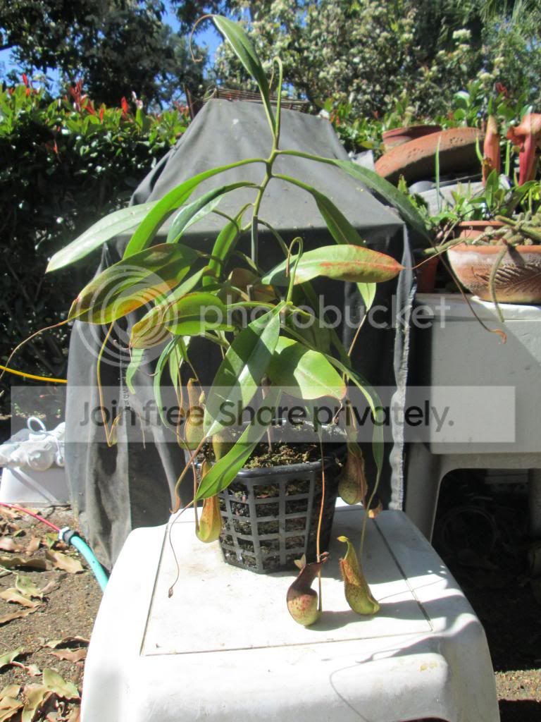 Nep11_zpsb59a81fb.jpg
