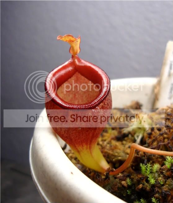 flavaandjambans004.jpg