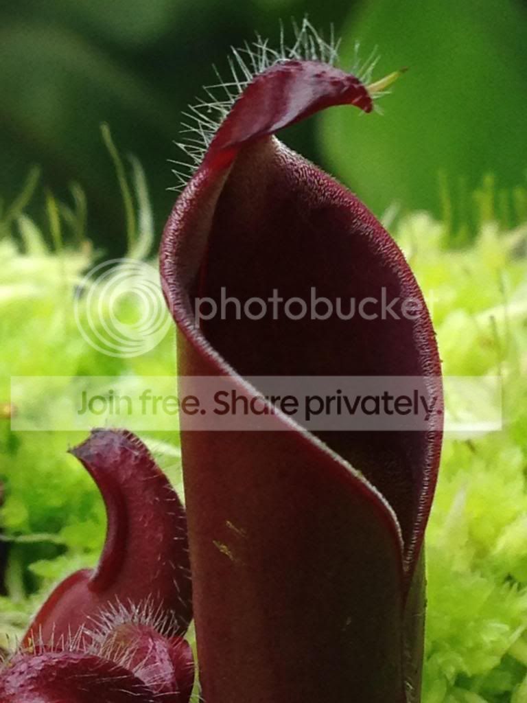 image_zps3a627720.jpg