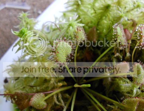 Dprolifera_5-17-11.jpg