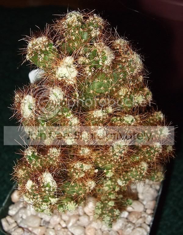 Newcacti009.jpg
