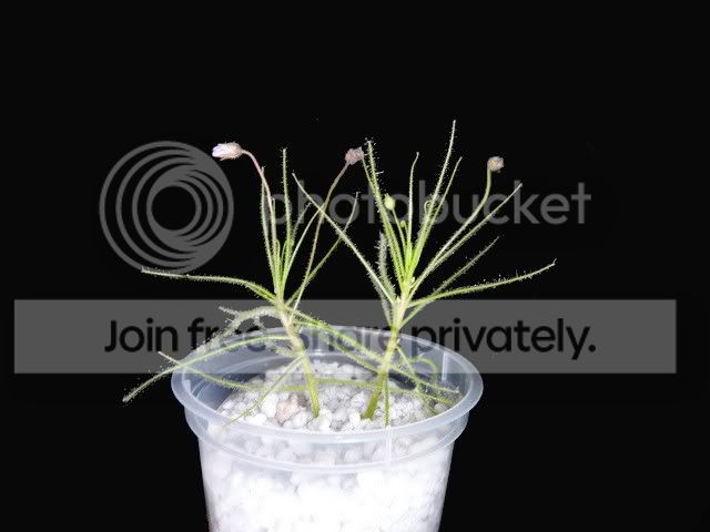 byblis_guehoi_cuttings.jpg