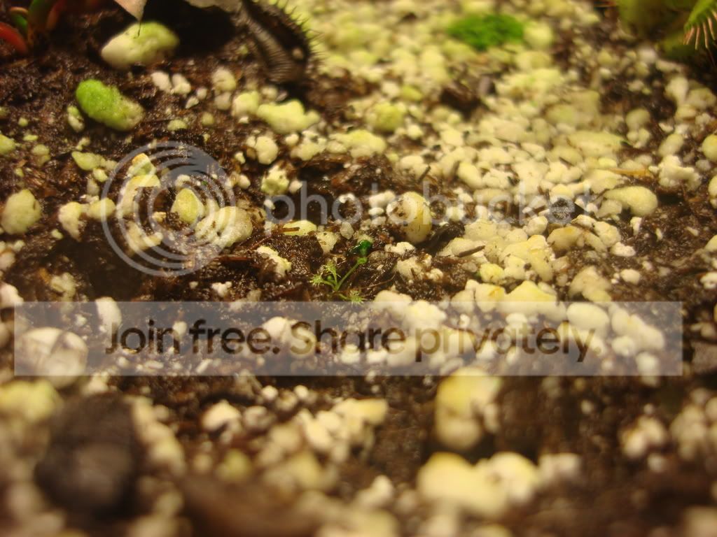 CPs010.jpg
