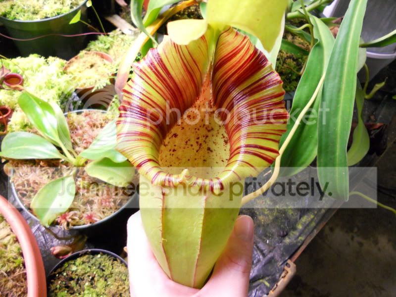 Novata01_1-15-12.jpg