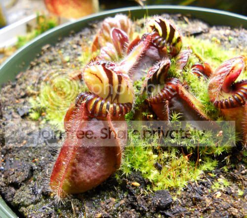 cephalotus_3-28-11.jpg