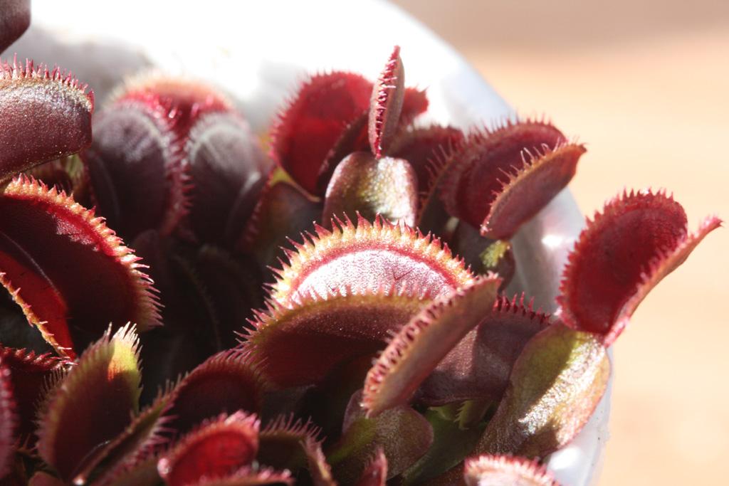 Red_Sawtooth4.jpg