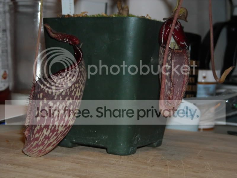 NLadyPauline02-51808.jpg