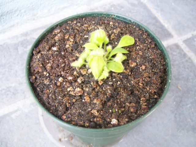 Cephalotus1.jpg