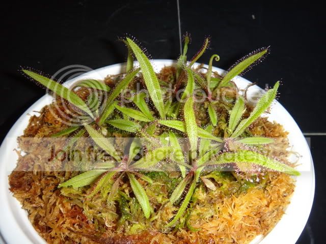 drosera_adelae_plantlets_undrained_bowl2.jpg