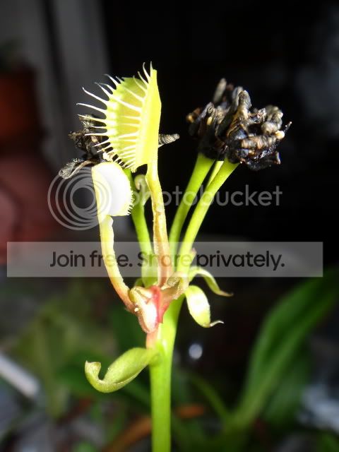 B52_flower_stalk_offshoot_trap_open.jpg