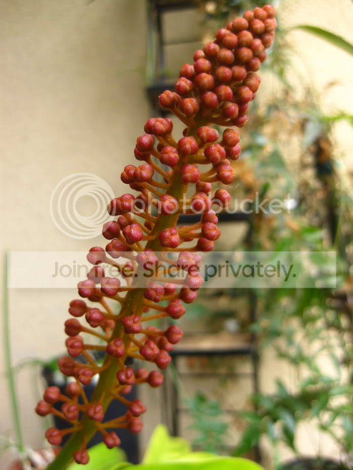 vent-flower.jpg
