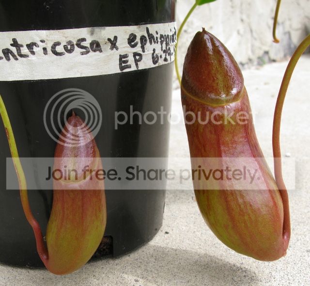IMG_2509-N-ventricosa-x-ephippiataEP.jpg
