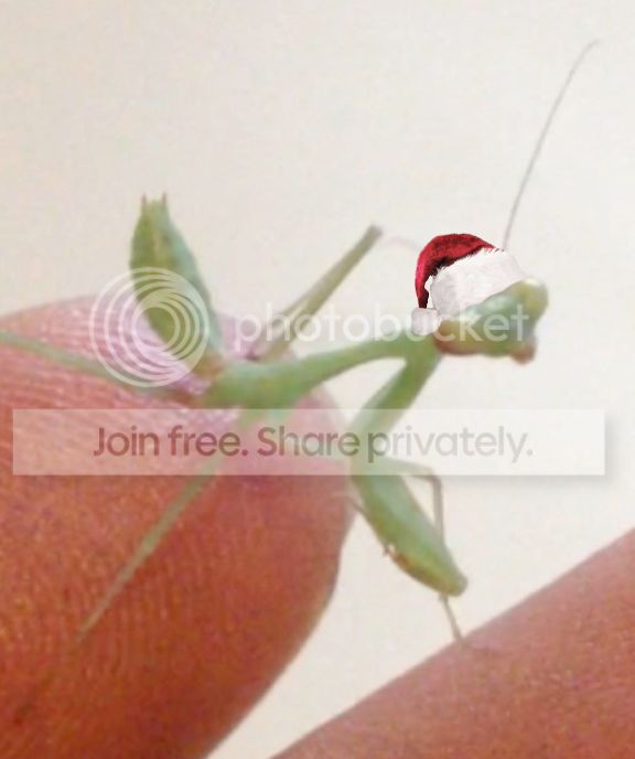 christmasmantis_zps7e35f2f5.jpg