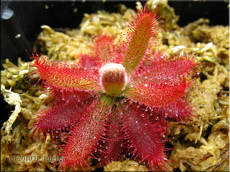 D_graomogolensis_lg.jpg