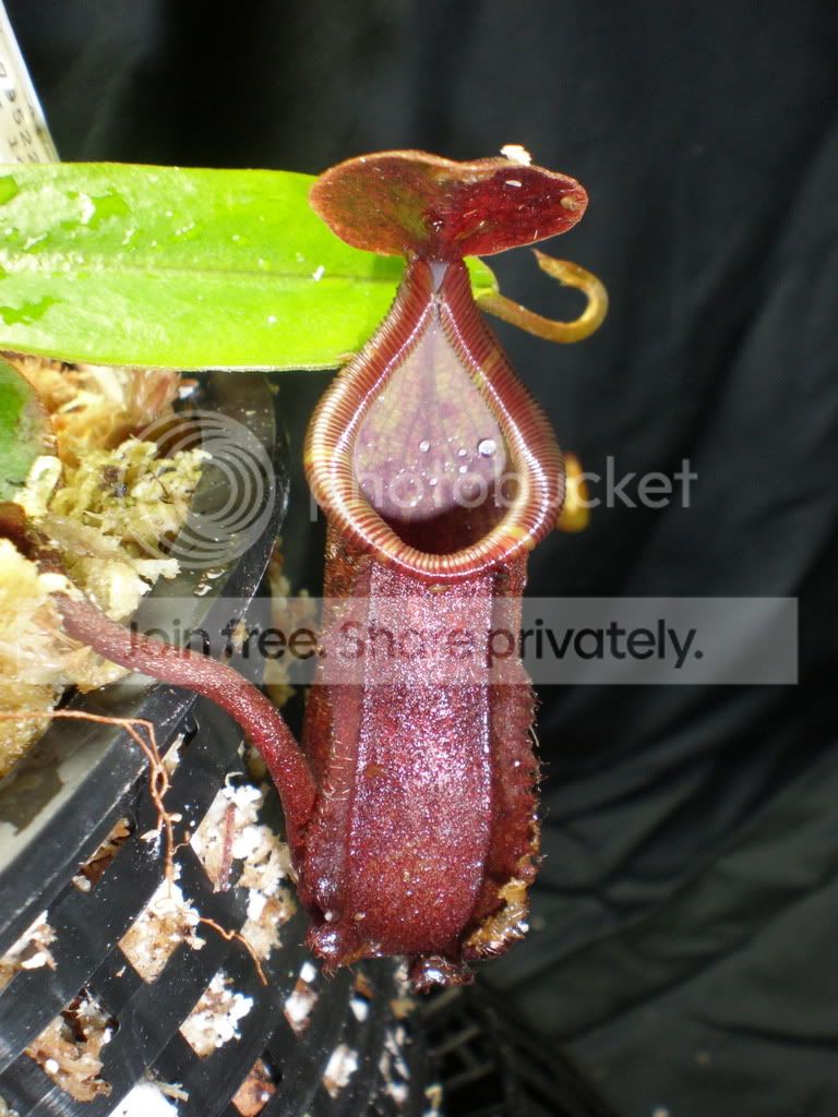MuluensisxLowiiArrivalPitcher.jpg