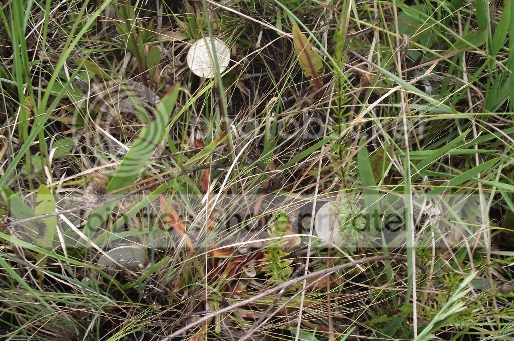 DSCF8097.jpg