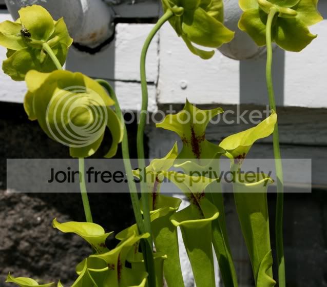 FLAVA.jpg