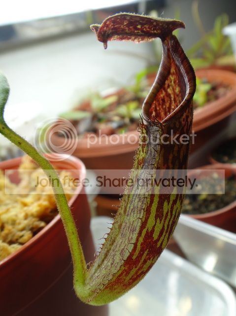 nepenthes_maxima_BE.jpg