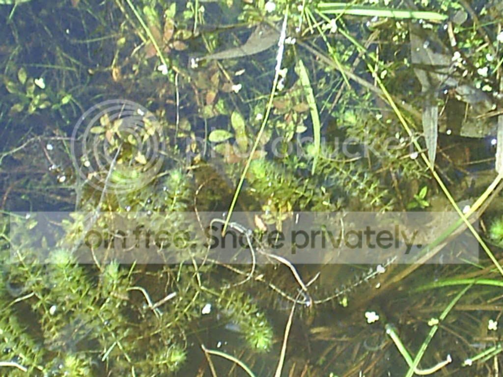 AldroUstriata.jpg