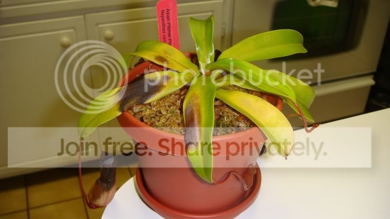 Ventricosa1.jpg