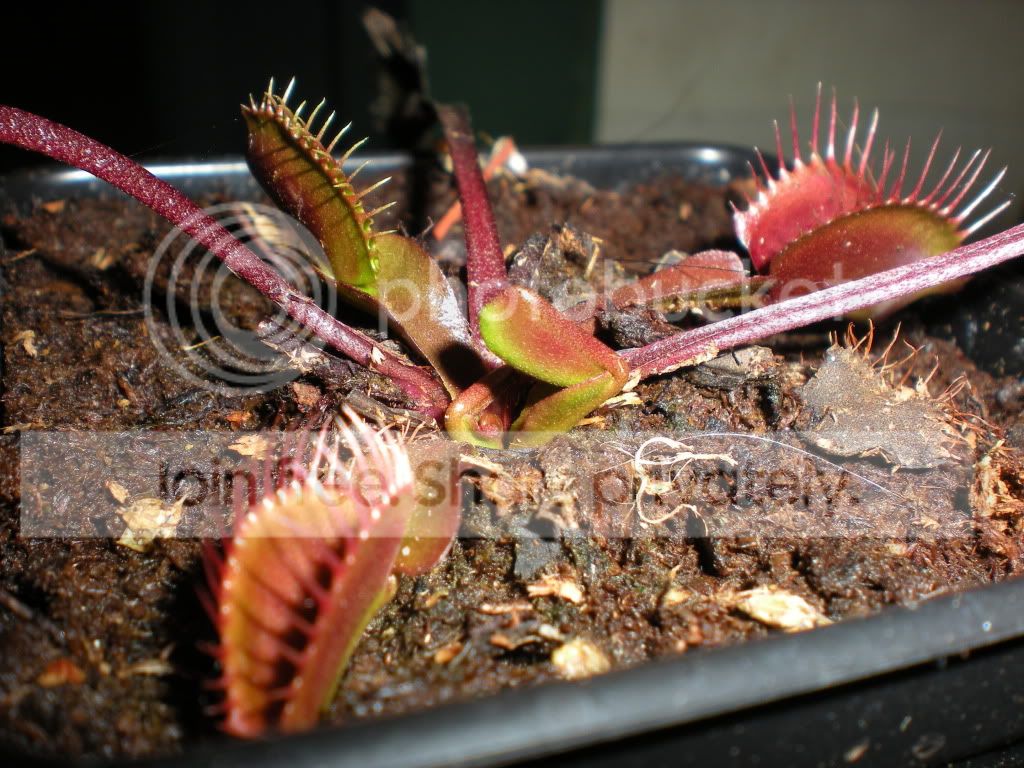 DSCN7198.jpg